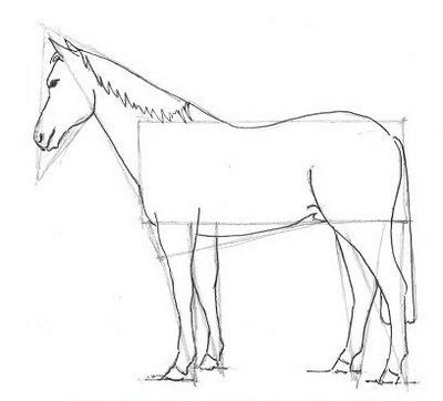 Рисование лошади. Вспомогательные линии