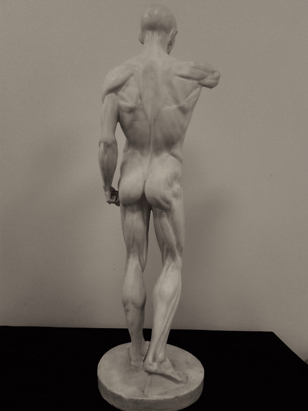 Анатомическая фигура Гудона к скульптуре Святого Иоанна Крестителя. Вид со спины
