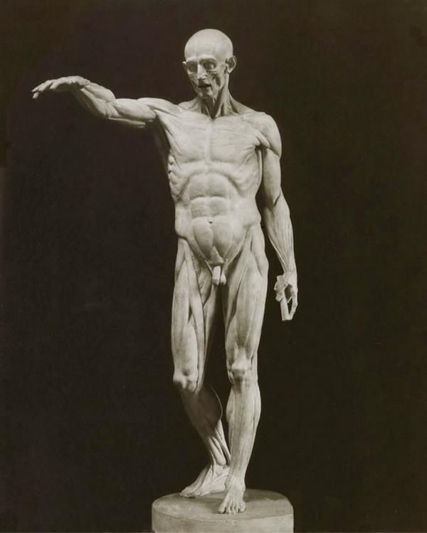 Анатомическая фигура Гудона к скульптуре Святого Иоанна Крестителя