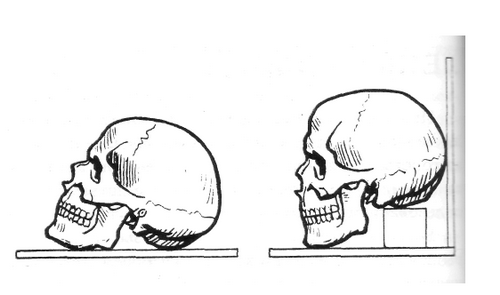 Моделирование черепа
