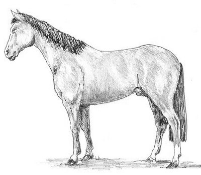 Рисование лошади. Создание объема