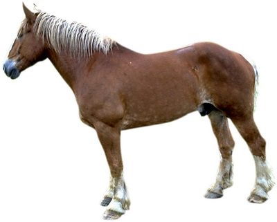 Фото лошади для рисования