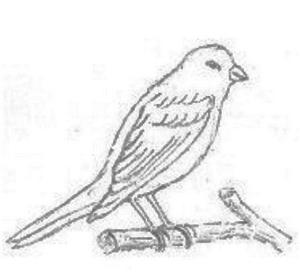 Рисунок птицы 