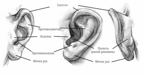 Пластическая анатомия уха