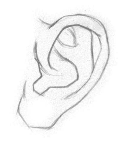 Рисунок уха. Основные элементы строения уха