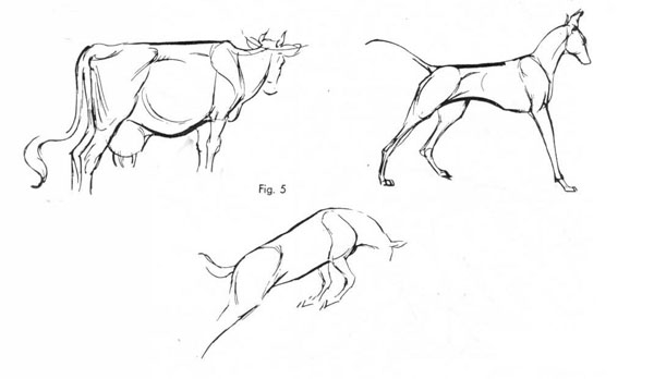 Рисование животных. Основные линии, пример использования