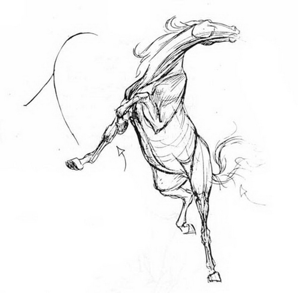Рисование животных. Изящные линии движения. Ноги лошади.