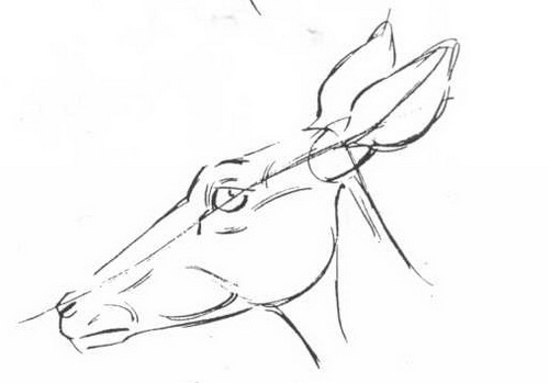 Рисование животных. Вспомогательная линия для глаз, ушей и ноздрей.